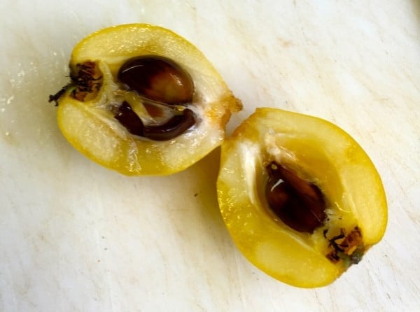 A loquat cut in half showing the seeds.