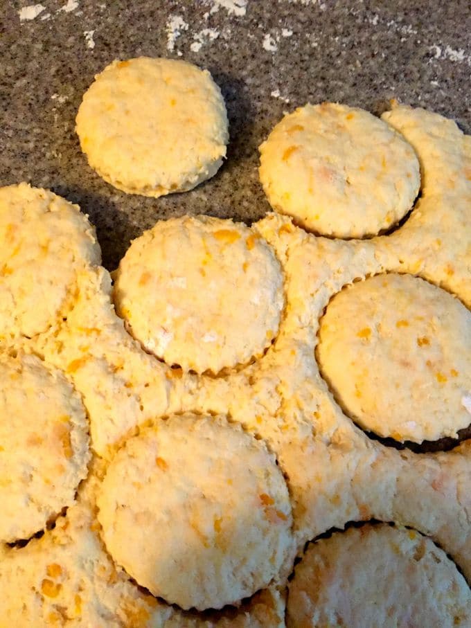 Sweet potato biscuits cut out of the dough with a round biscuit cutter.