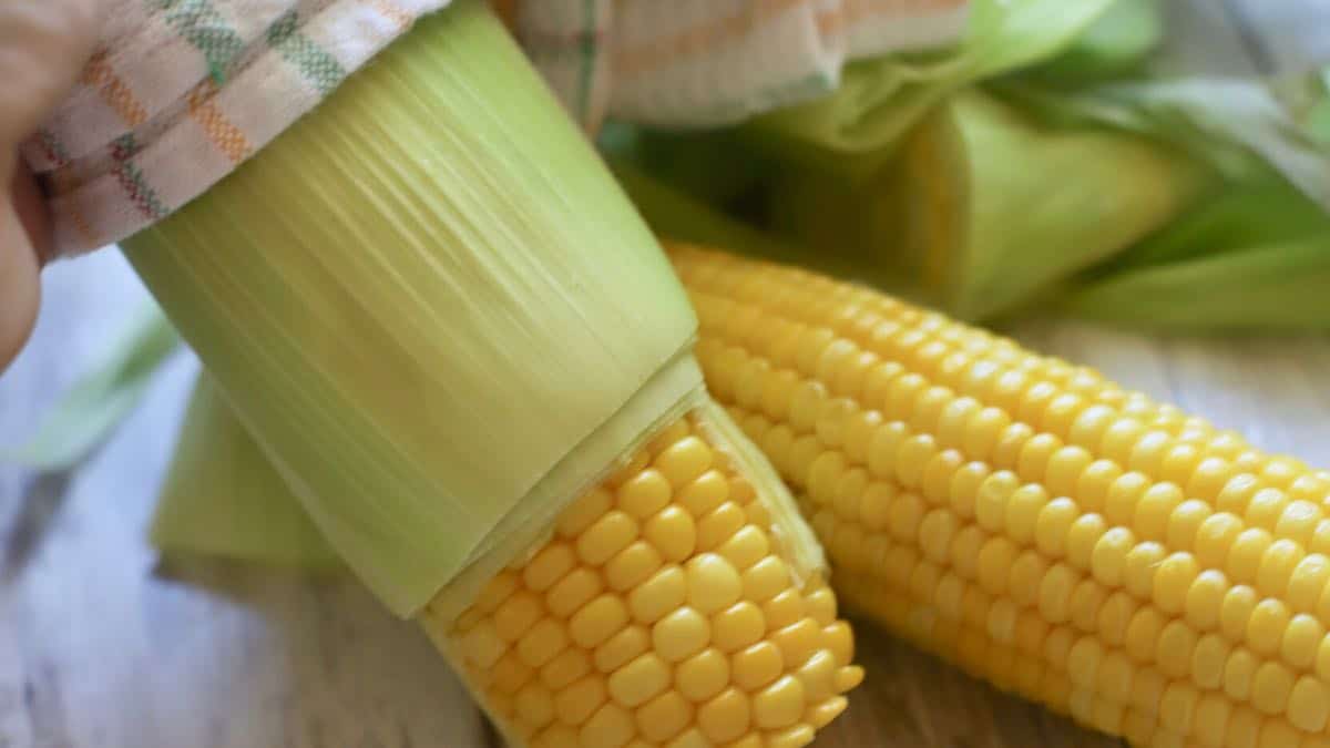  Two ears of corn slipping out of their husks after microwaving. 