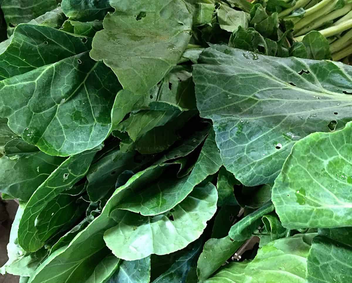 A bunch of fresh collard greens. 