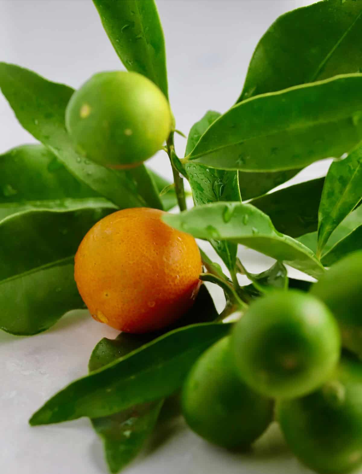 Green and orange kumquats on a branch.